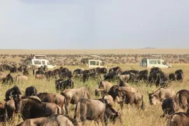 Kenya and Tanzania