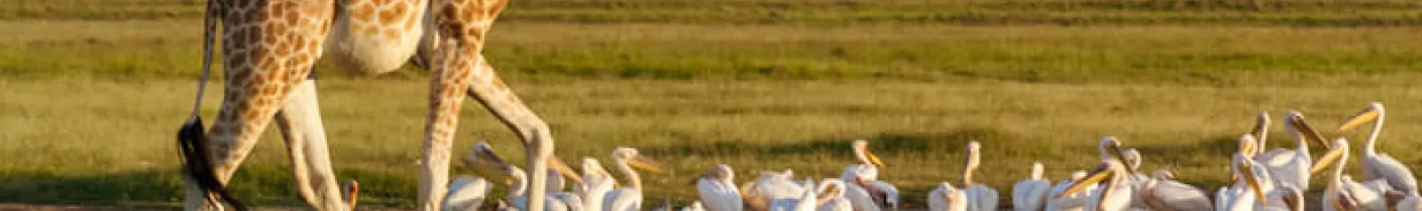 Kenya Tour Packages 2026