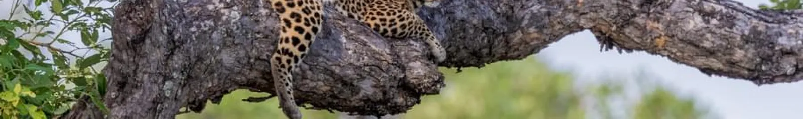 Zambia Tour Packages 2026