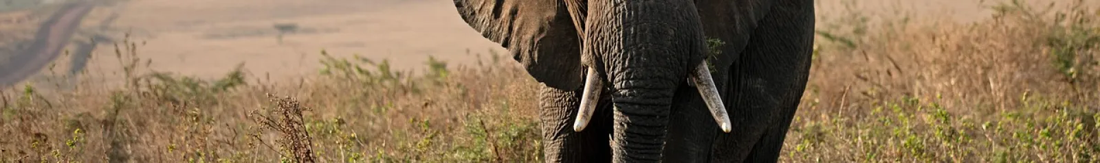 Tanzania Tour Packages 2026