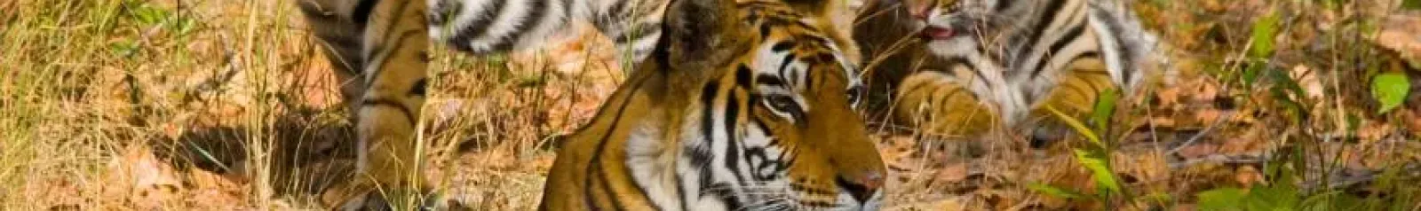 Wildlife Tours Tour Packages 2026